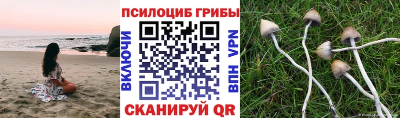 Купить  Тверь  Псилоцибиновые грибы MAGIC MUSHROOMS 